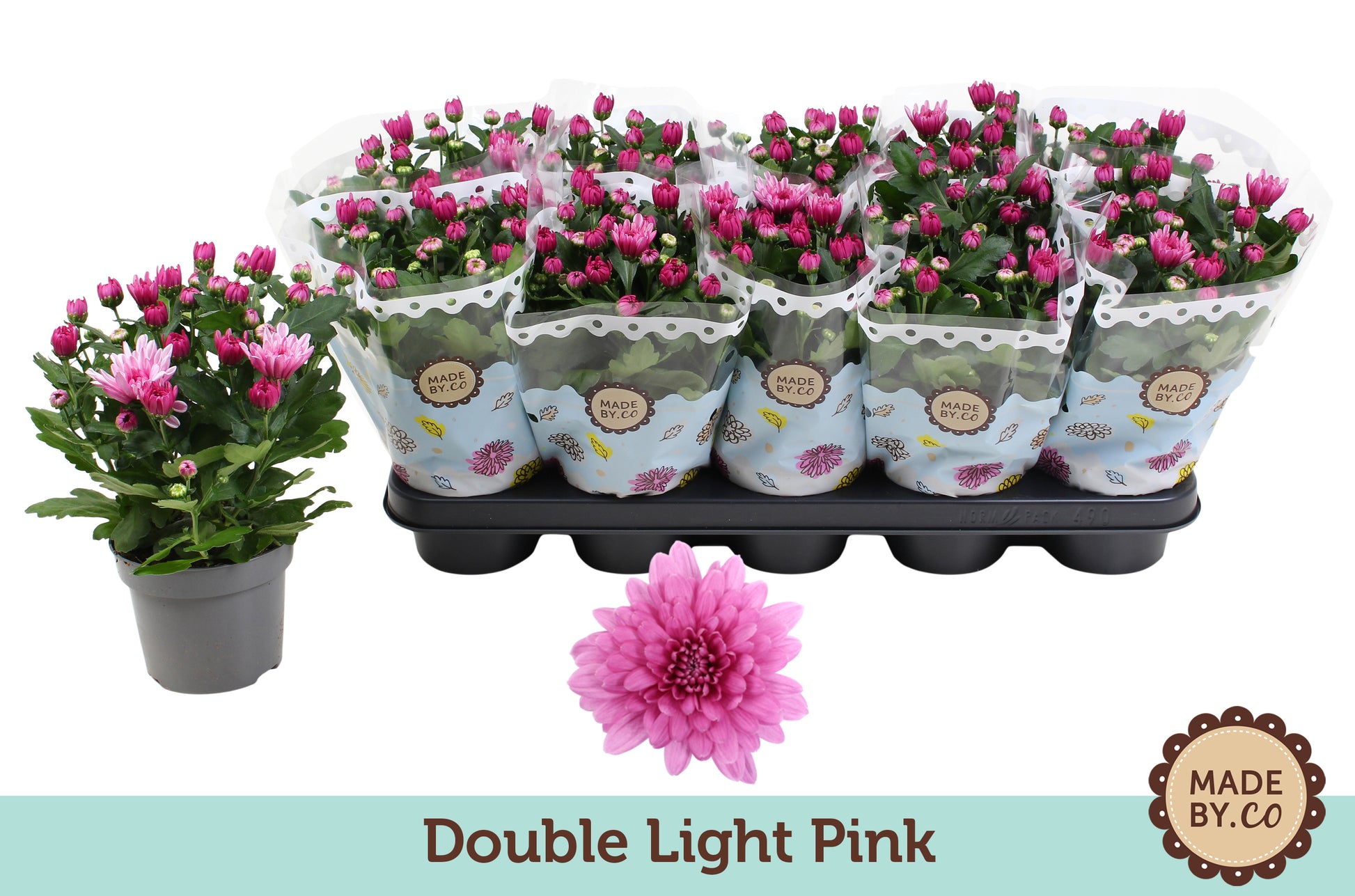 Chrysanthemum Dynamic 25cm 12cm Pot