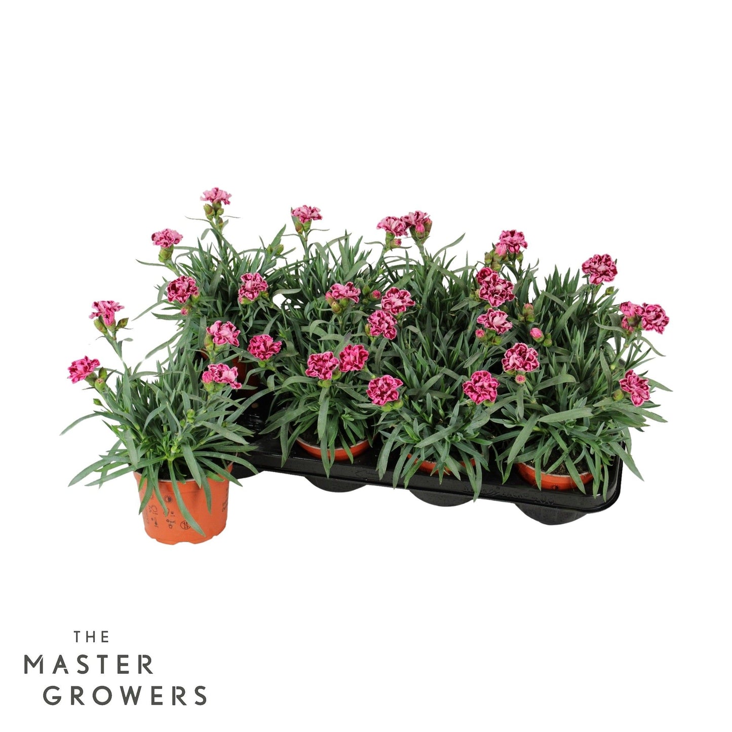 Dianthus Super Trouper Diwali 25cm 12cm Pot