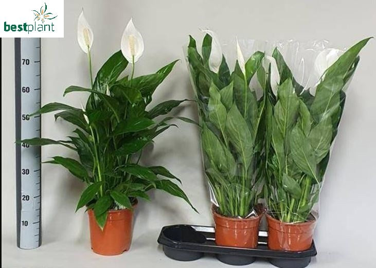 Spathiphyllum Bingo Cupido 85cm 19cm Pot