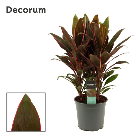Cordyline frut. Rumba 60cm 19cm Pot