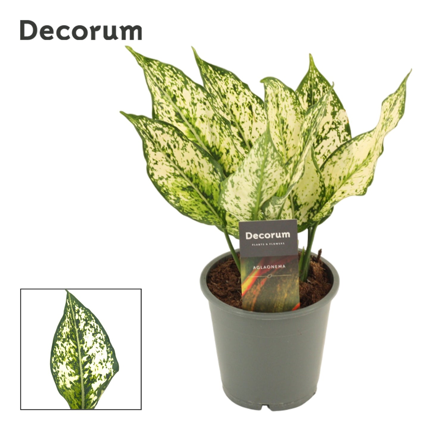 Aglaonema White Diamond 30cm 12cm Pot