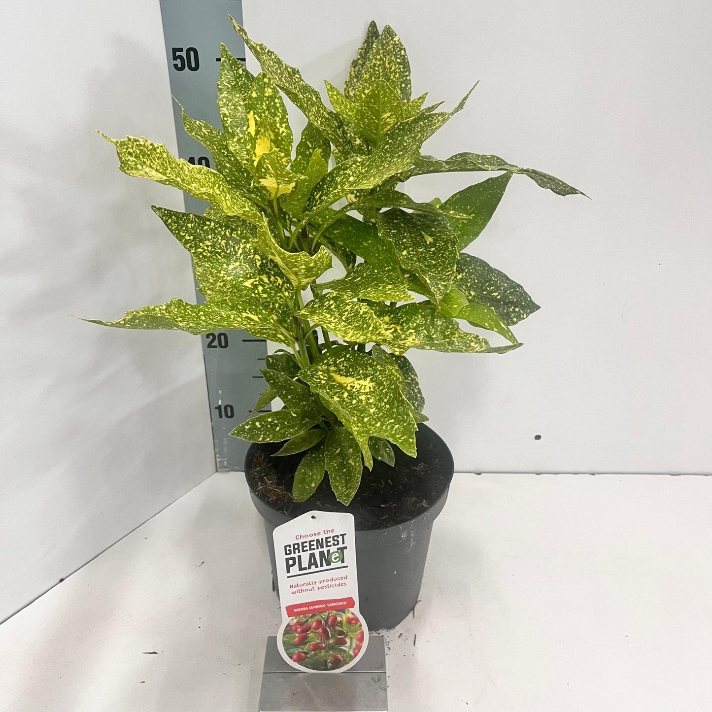 Aucuba jap. Variegata 35cm 19cm Pot