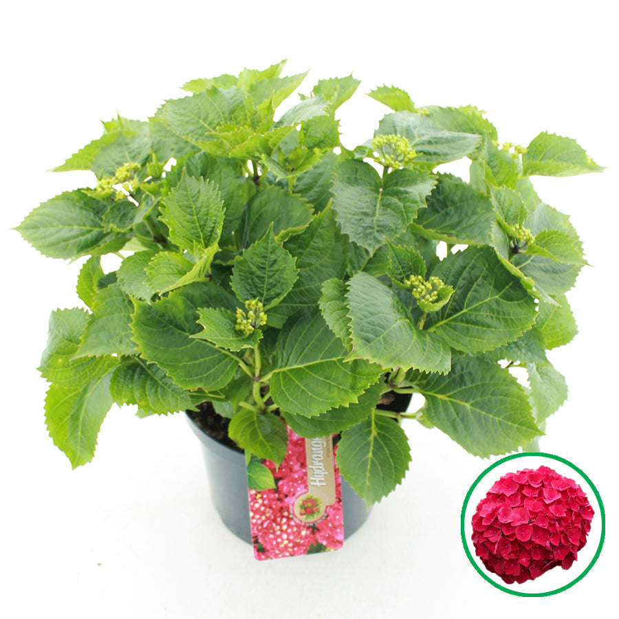 Hydrangea macrophylla red 45cm 23cm Pot