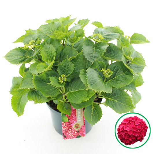 Hydrangea macrophylla red 45cm 23cm Pot