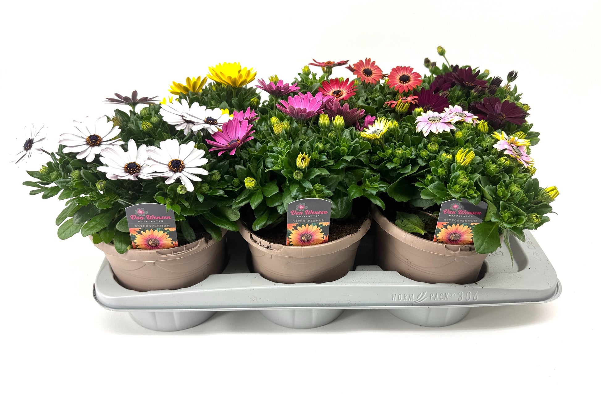Osteospermum Margarita mix 27cm 17cm Pot