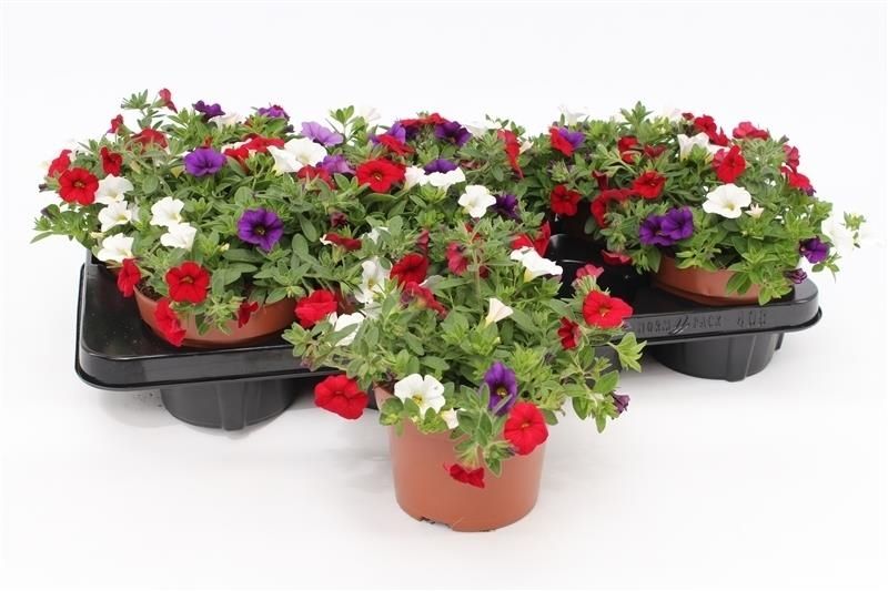 Calibrachoa Mixmasters Cafe de Paris 17cm 13cm Pot