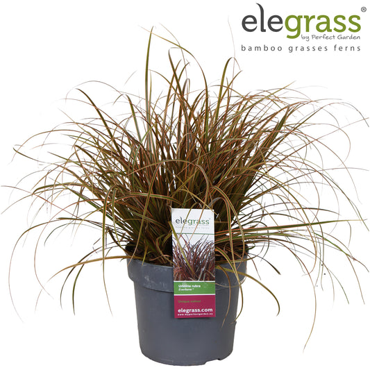 Uncinia rubra Everflame 50cm 19cm Pot