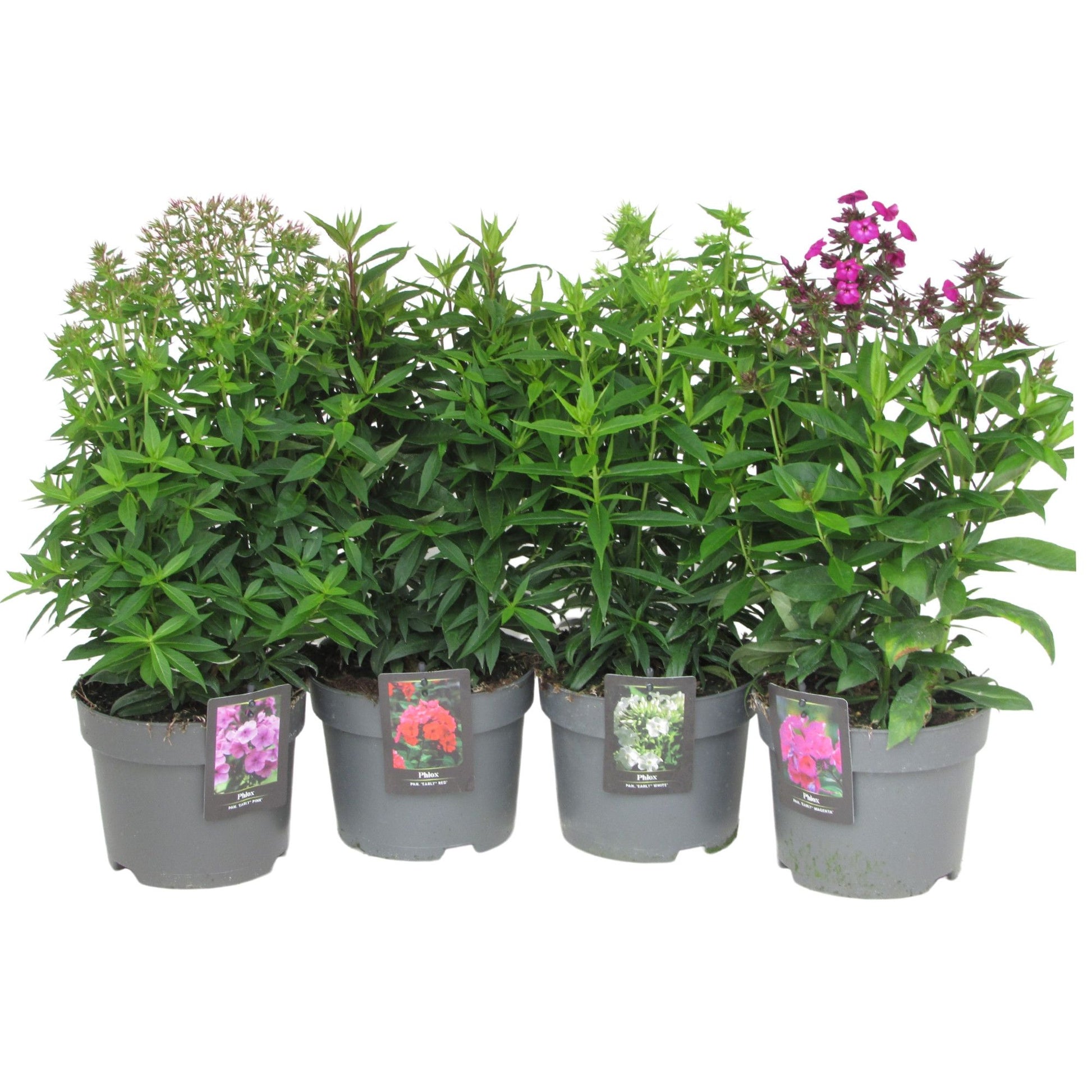 Phlox paniculata white 45cm 17cm Pot