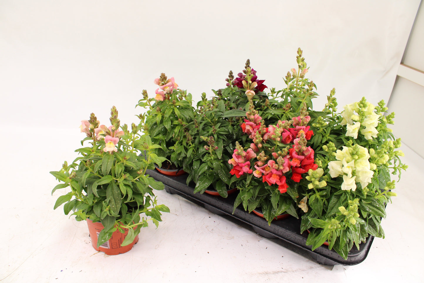 Antirrhinum majus 30cm 12cm Pot