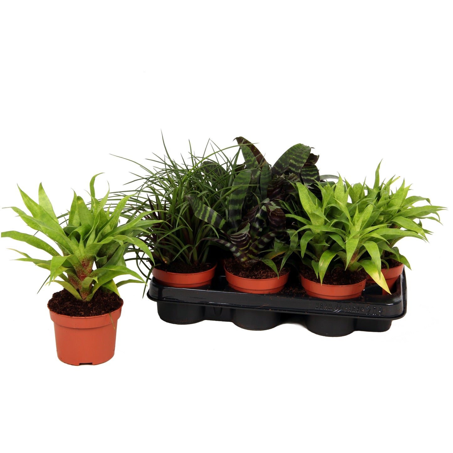 Bromelia leaf mix 30cm 12cm Pot