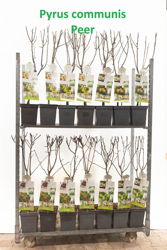 Pyrus communis 90cm 18cm Pot
