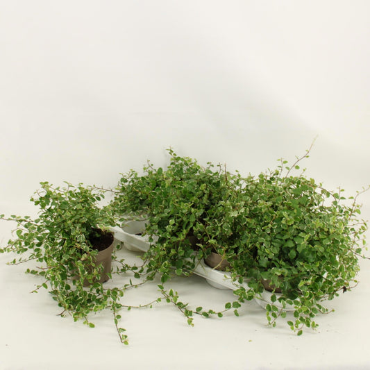 Ficus pum. White Sunny 15cm 12cm Pot