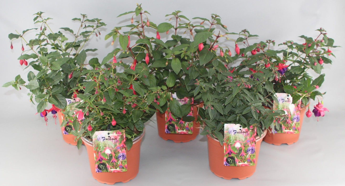 Fuchsia mix trolley 611cm 17cm Pot