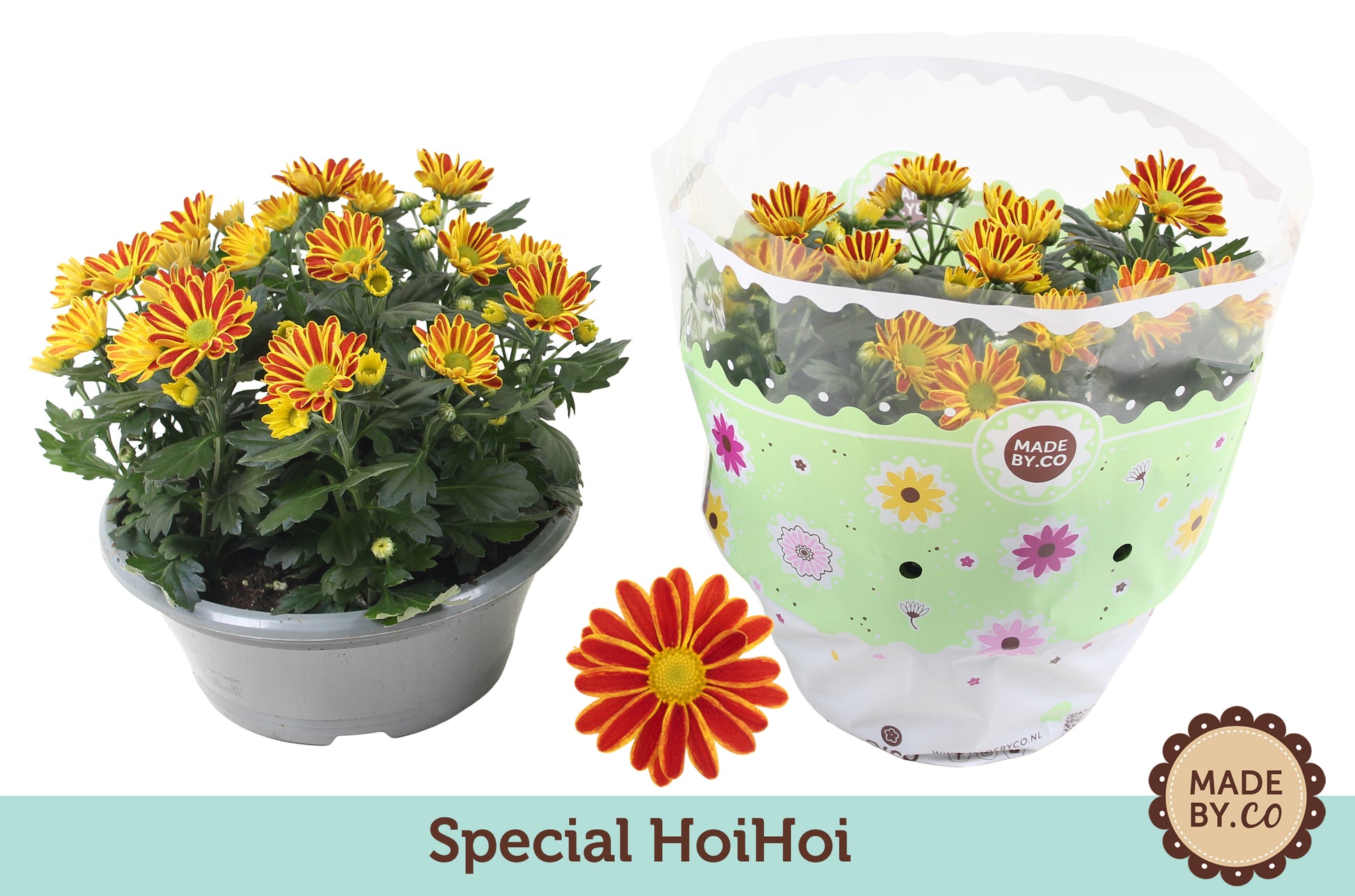Chrysanthemum Hoihoi 27cm 23cm Pot
