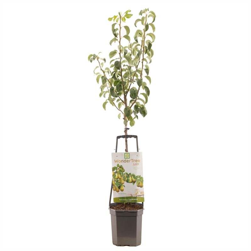 Pyrus com. Conference Halfstam 160cm 24cm Pot