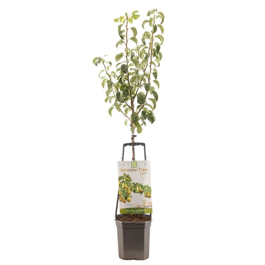 Pyrus com. Conference Halfstam 160cm 24cm Pot