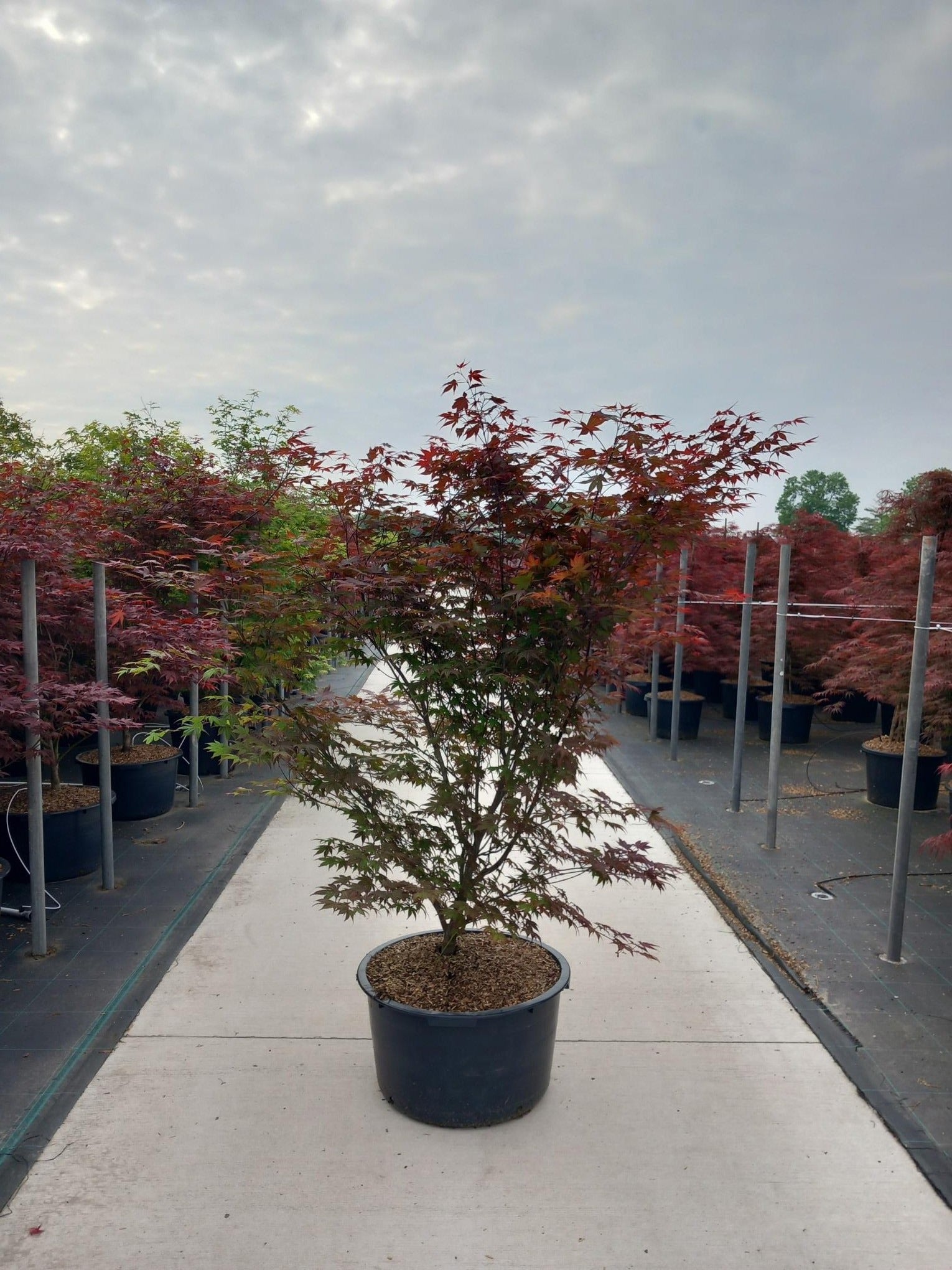Acer palm. Atropurpureum 180cm 60cm Pot