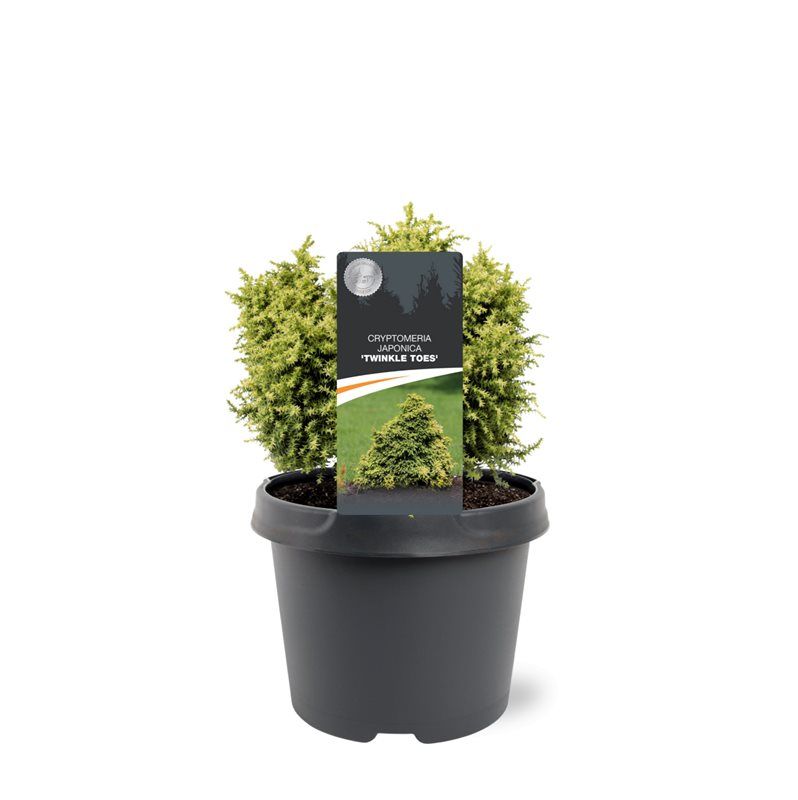 Cryptomeria japonica mix 30cm 19cm Pot