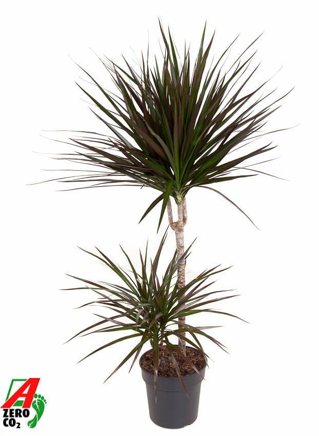 Dracaena Magenta 45-15 100cm 19cm Pot