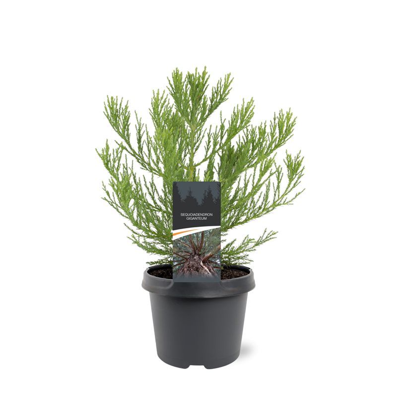 Sequoiadendron giganteum 30cm 19cm Pot