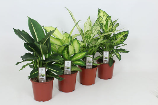 Dieffenbachia luxury mix 55cm 17cm Pot