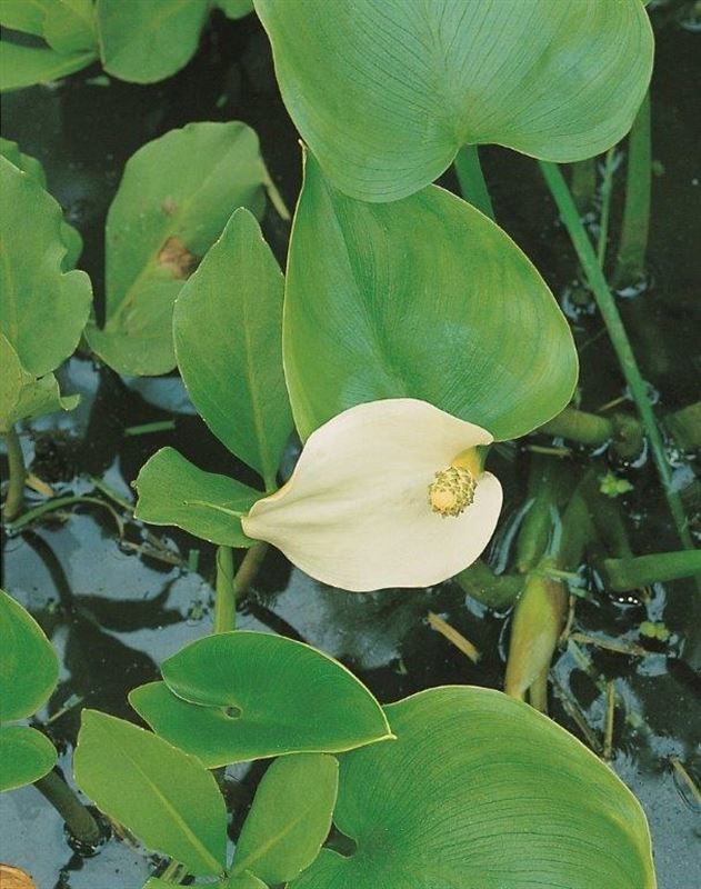 Calla palustris 20cm 9cm Pot