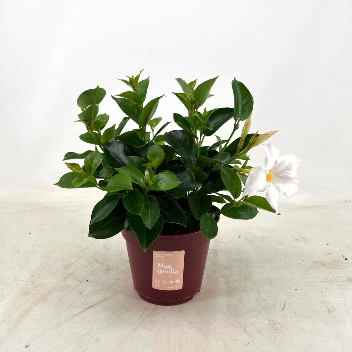 Mandevilla White 30cm 14cm Pot