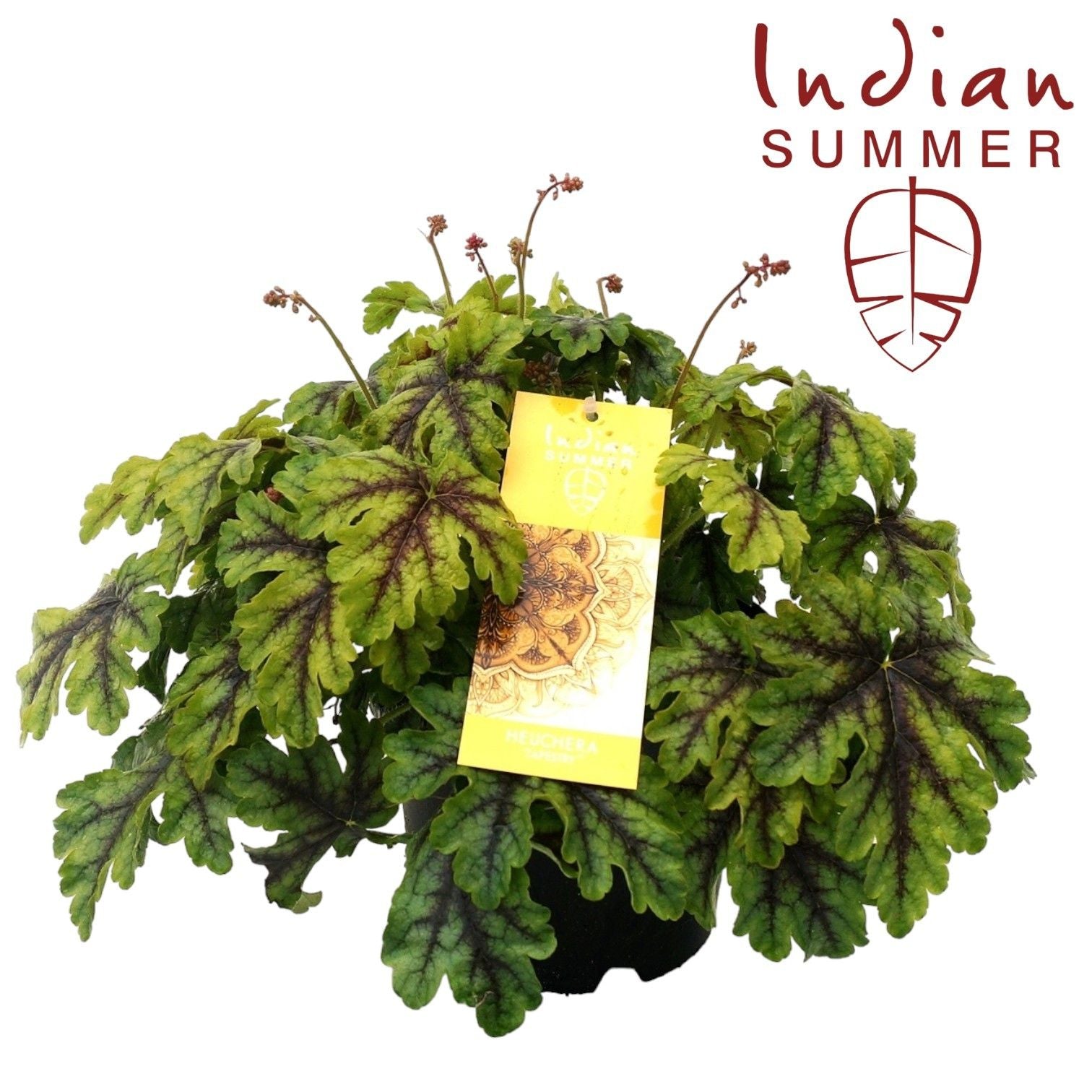 Heuchera Indian Summer green 30cm 19cm Pot