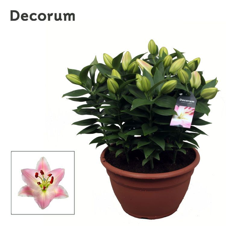 Lilium or. Souvenir 40cm 25cm Pot