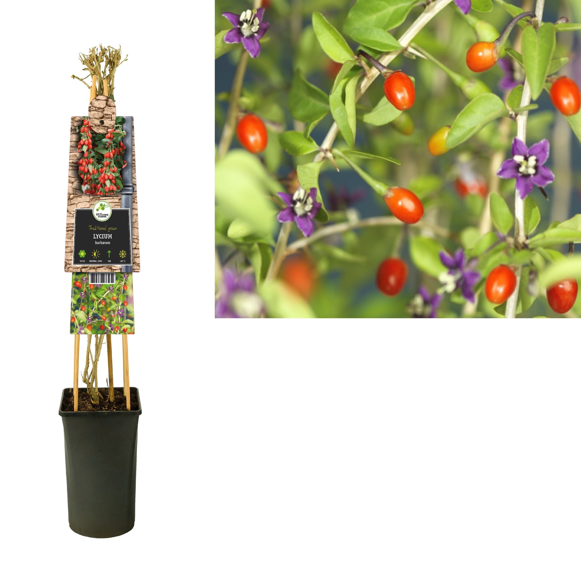 Lycium barbarum ("Goji Berry") 75cm 17cm Pot