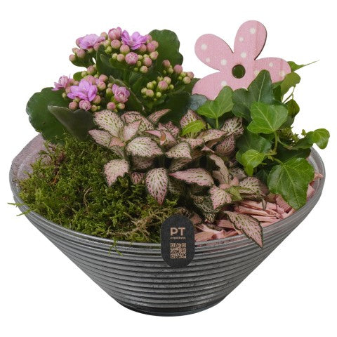 PTIG2659 Arrangementen kamerplanten 18cm 19cm Pot