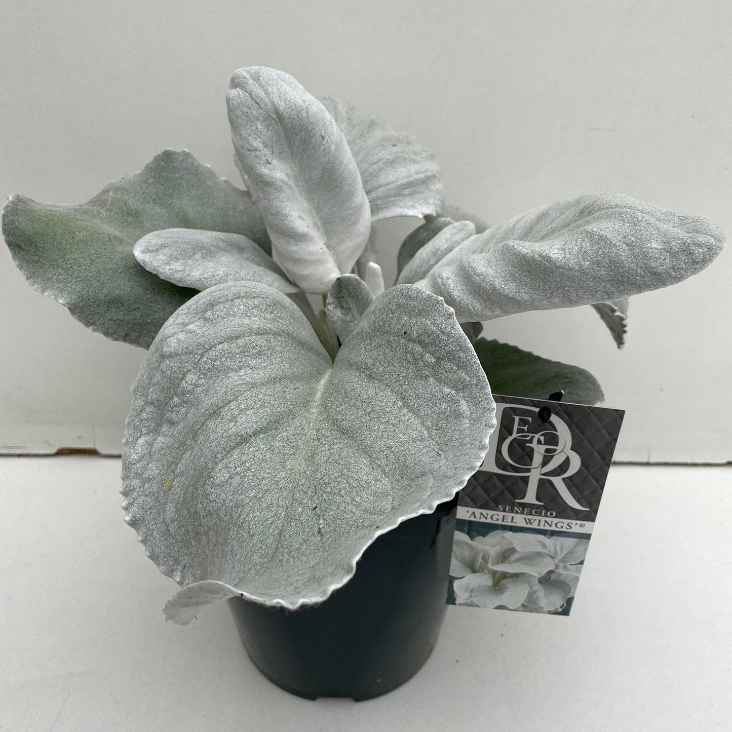 Senecio Angel Wings 20cm 23cm Pot