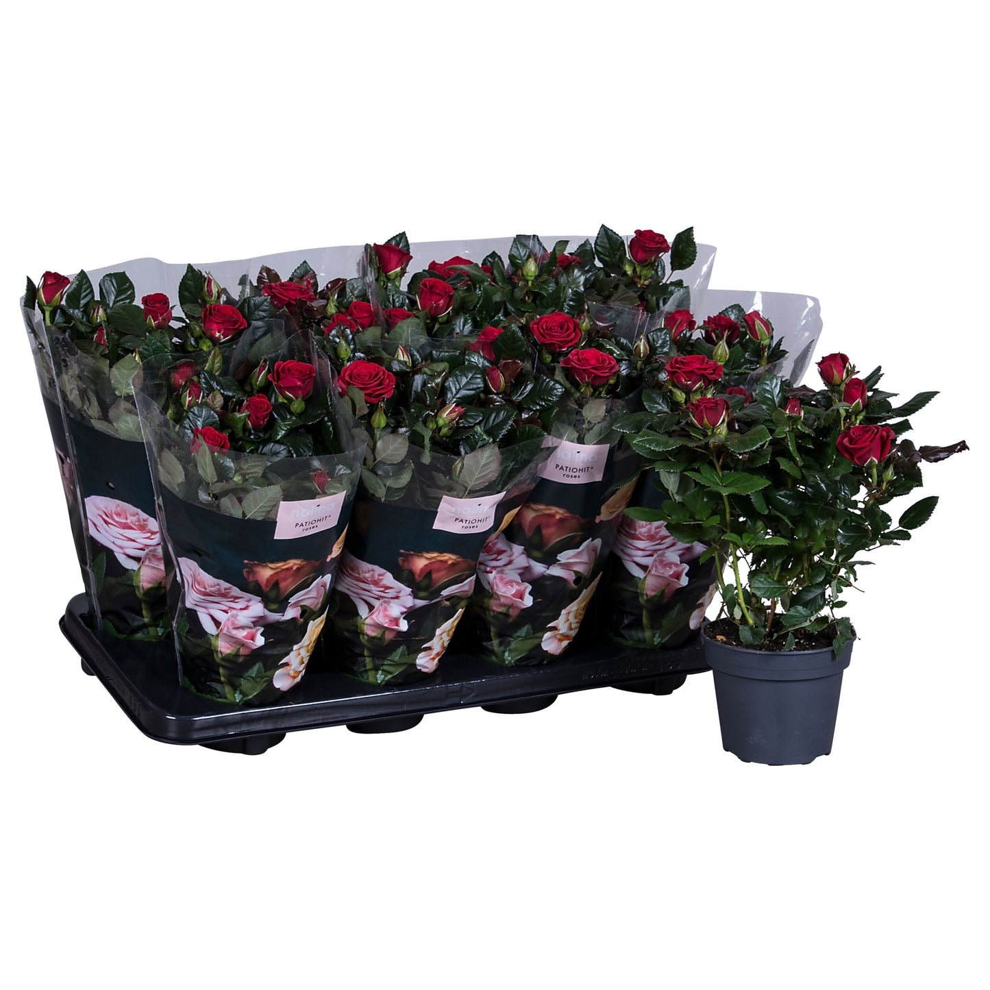 Rose Patiohit red 36cm 13cm Pot