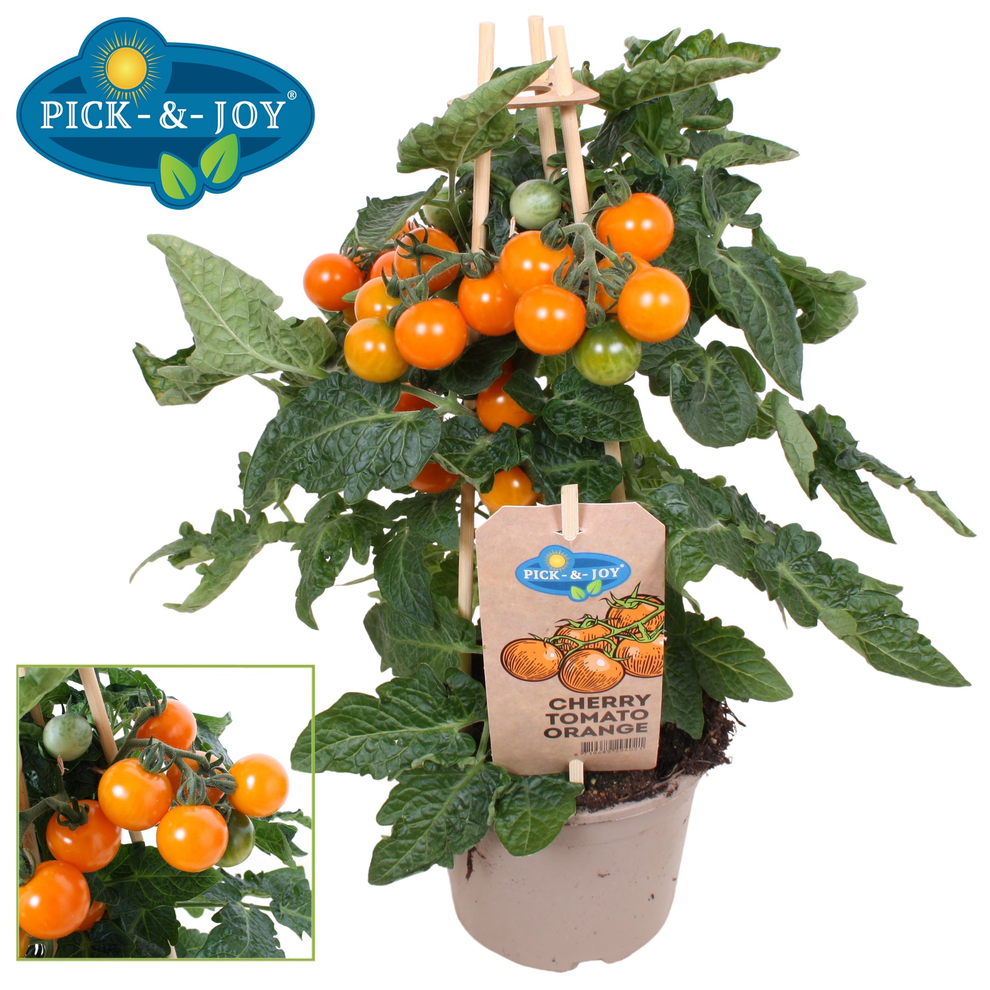 PICK&JOY Cherry Tomato orange 35cm 14cm Pot