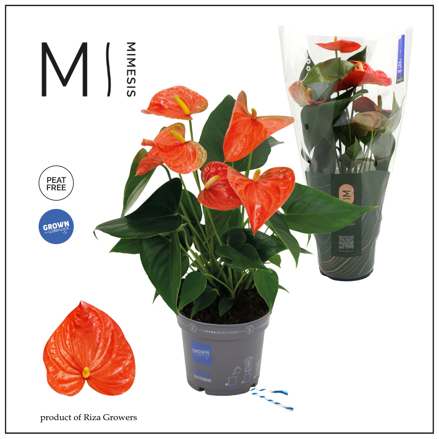 Anthurium Karma Orange 35cm 12cm Pot