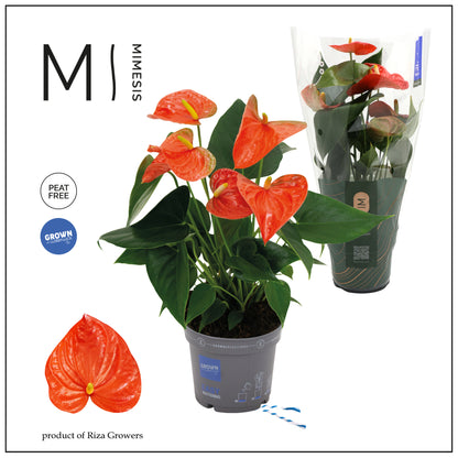 Anthurium Karma Orange 35cm 12cm Pot