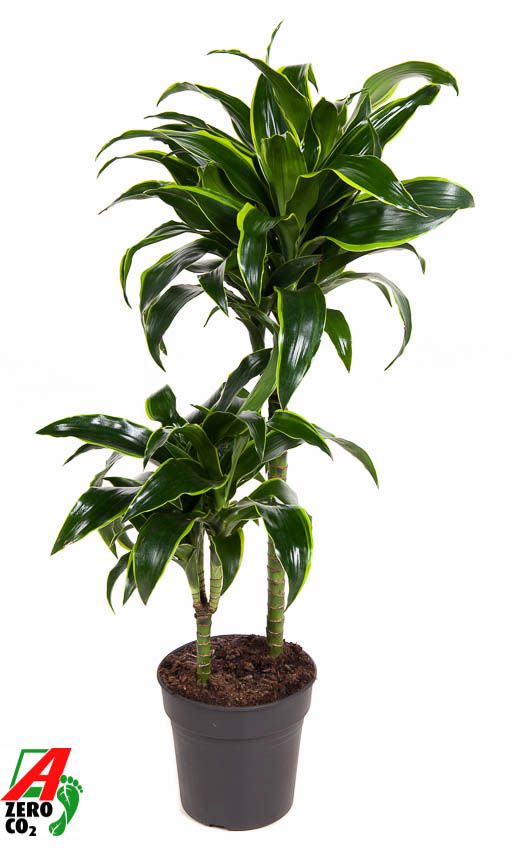 Dracaena fragrans Dorado 45-15 90cm 19cm Pot