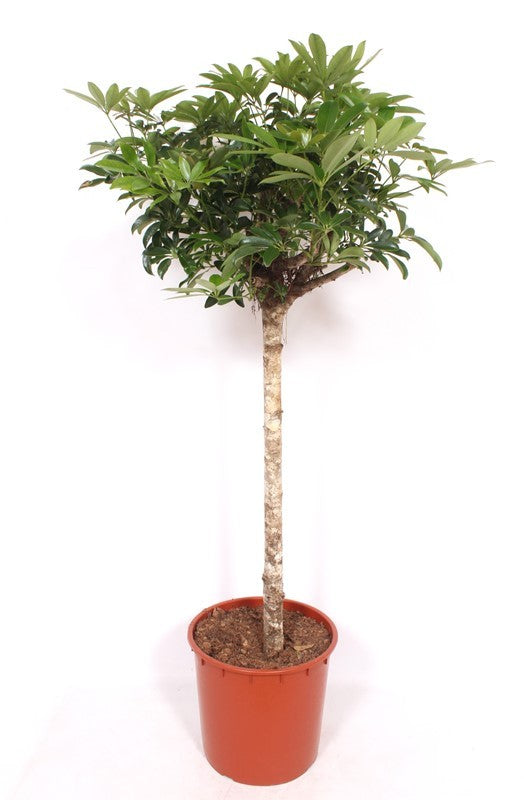 Schefflera Compacta 160cm 34cm Pot