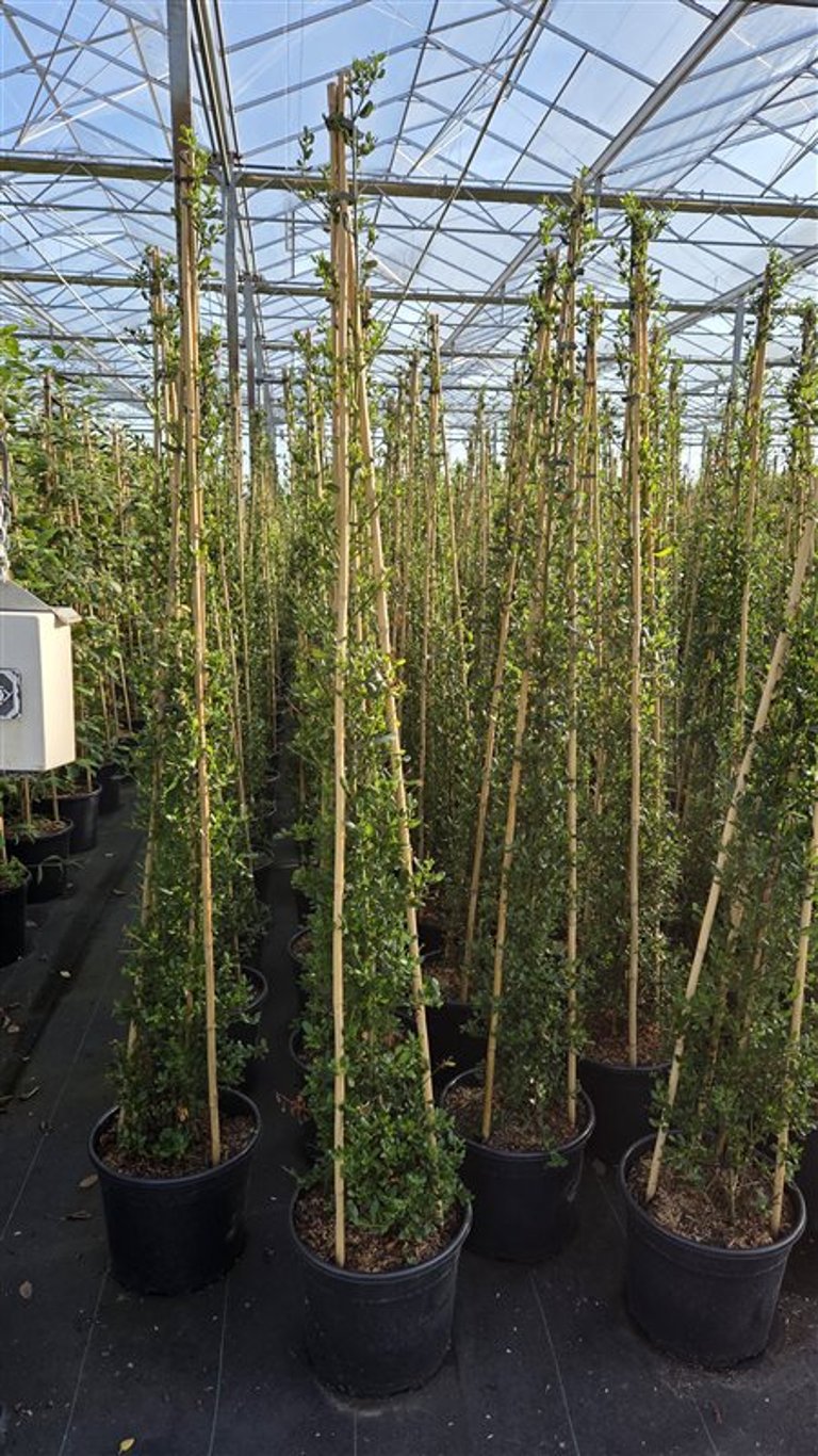 Ceanothus Victoria 200cm 36cm Pot