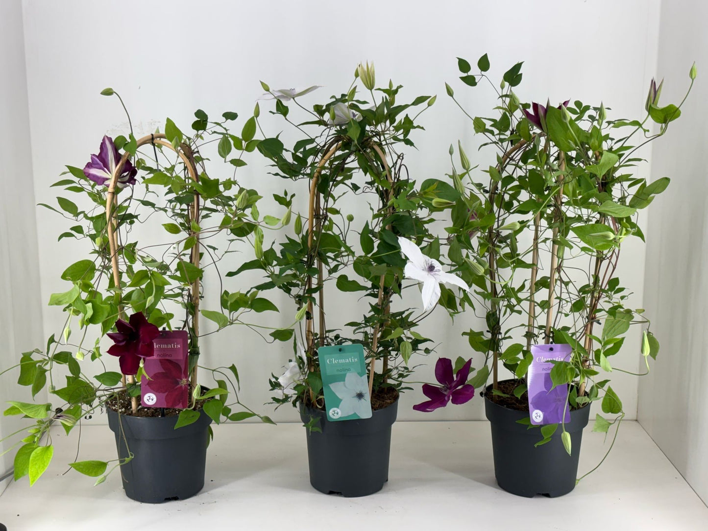 Clematis Garland mix 70cm 19cm Pot