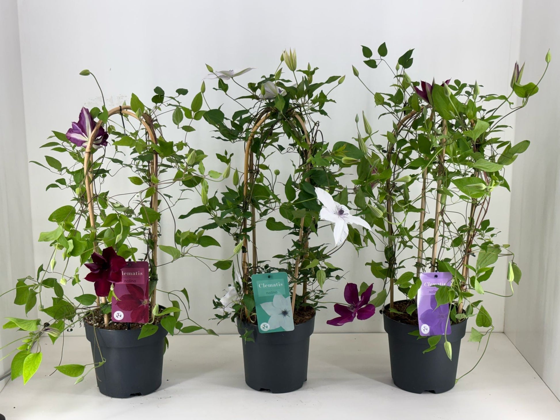Clematis Garland mix 70cm 19cm Pot