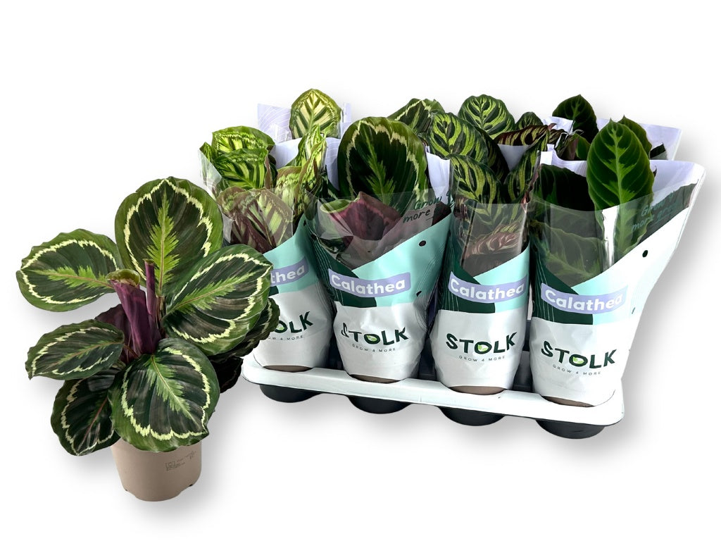 Calathea mix 45cm 14cm Pot