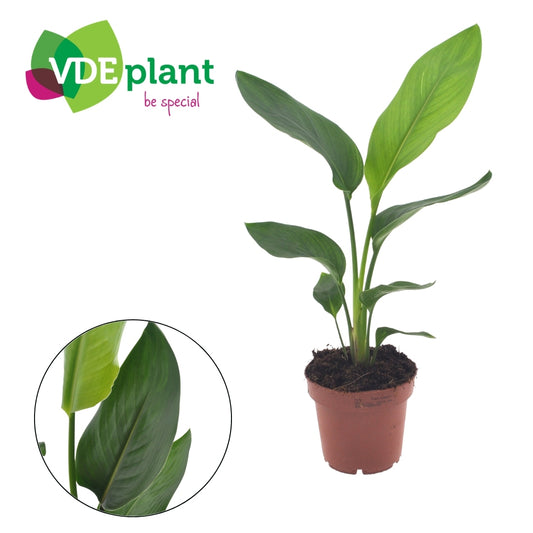 Strelitzia reginae 35cm 12cm Pot