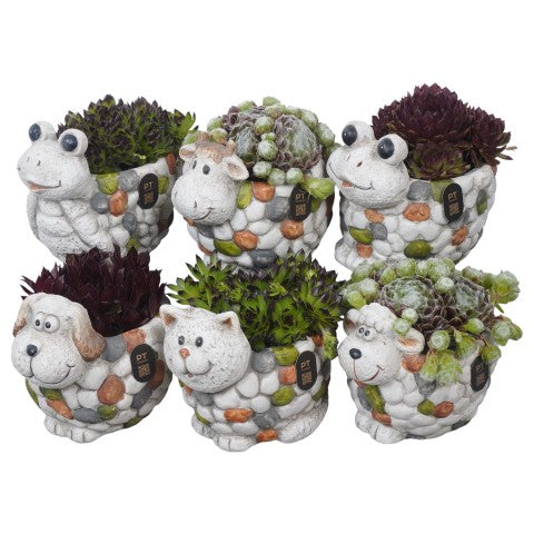 PTS7479 Arrangementen Sempervivum 13cm 14cm Pot