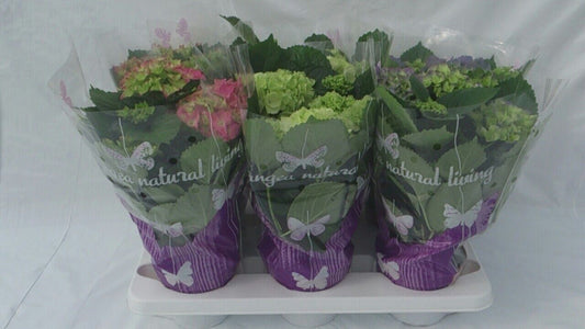 Hydrangea macrophylla mix 35cm 14cm Pot