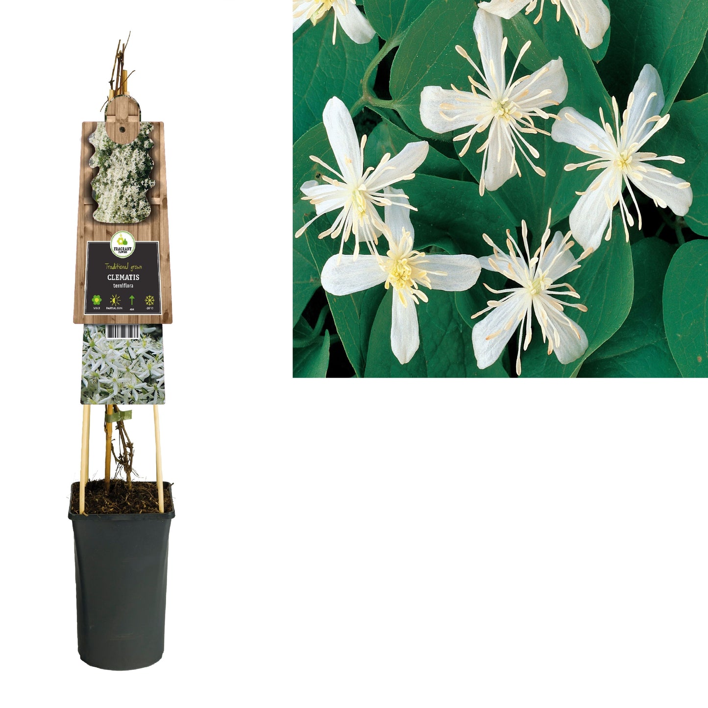Clematis Terniflora 75cm 17cm Pot