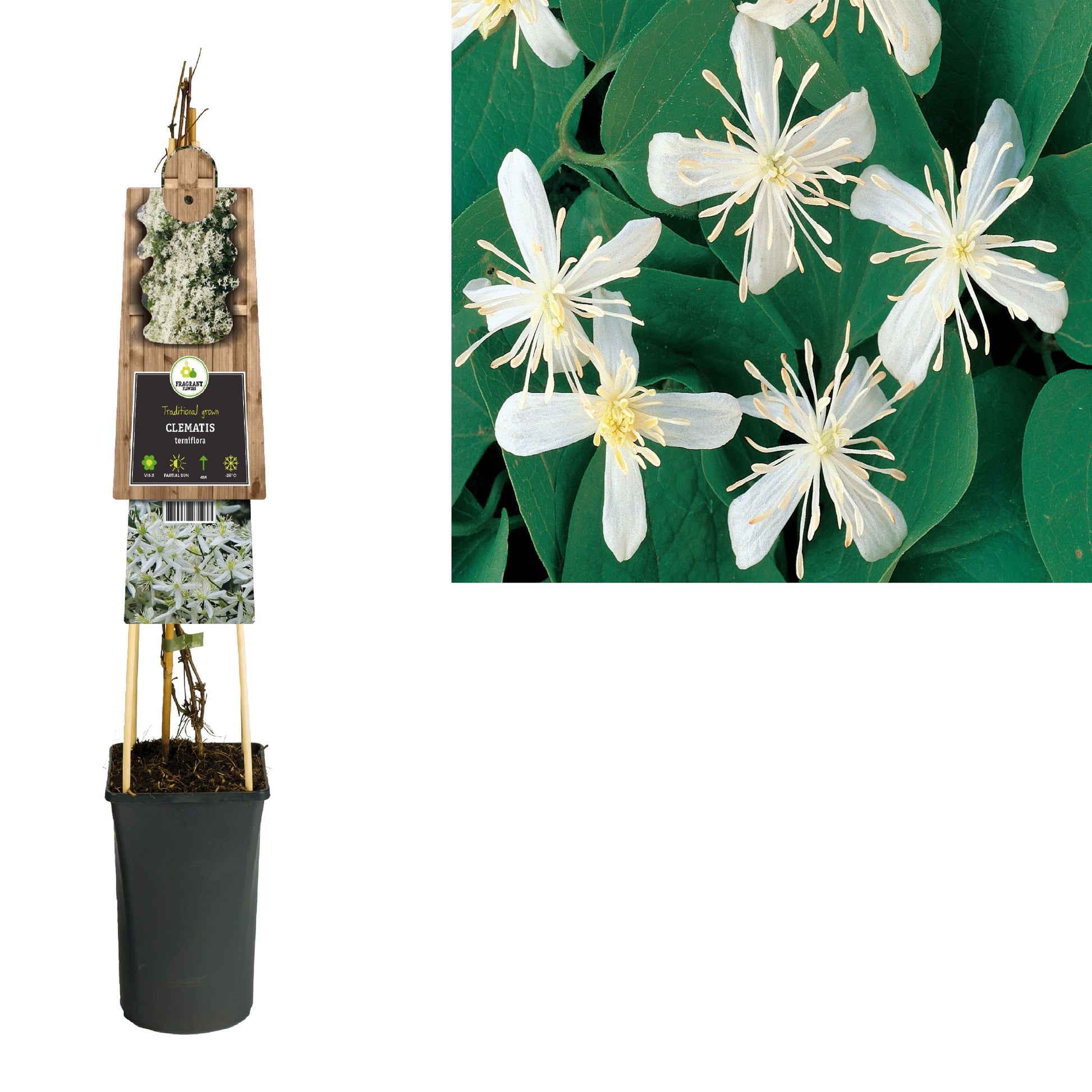 Clematis Terniflora 75cm 17cm Pot