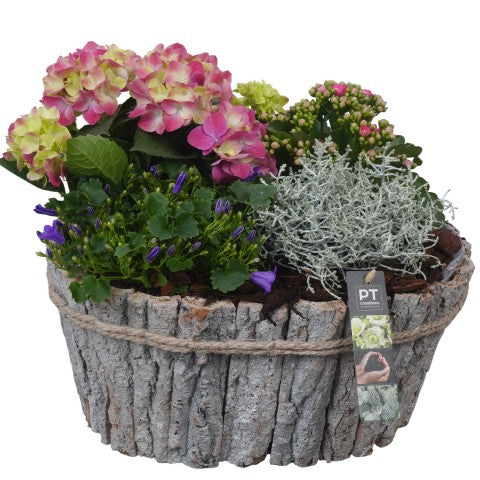 PTSO6031 Arrangementen Tuinplanten 32cm 36cm Pot