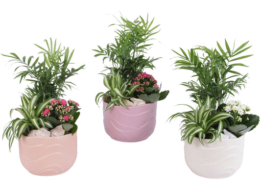 arr. Kamerplanten YR617K0660 35cm 17cm Pot