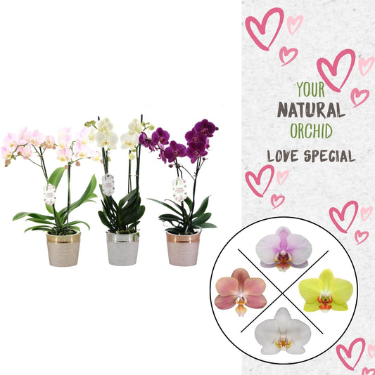 Phalaenopsis Flower Symphony mix (+ drp.ceramic) 45cm 12cm Pot